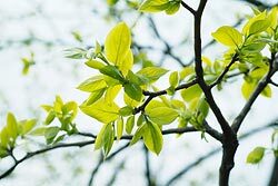 NPO法人ぽぴあの概要